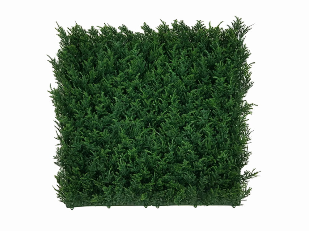 Evergreen Tuja- HN-04000