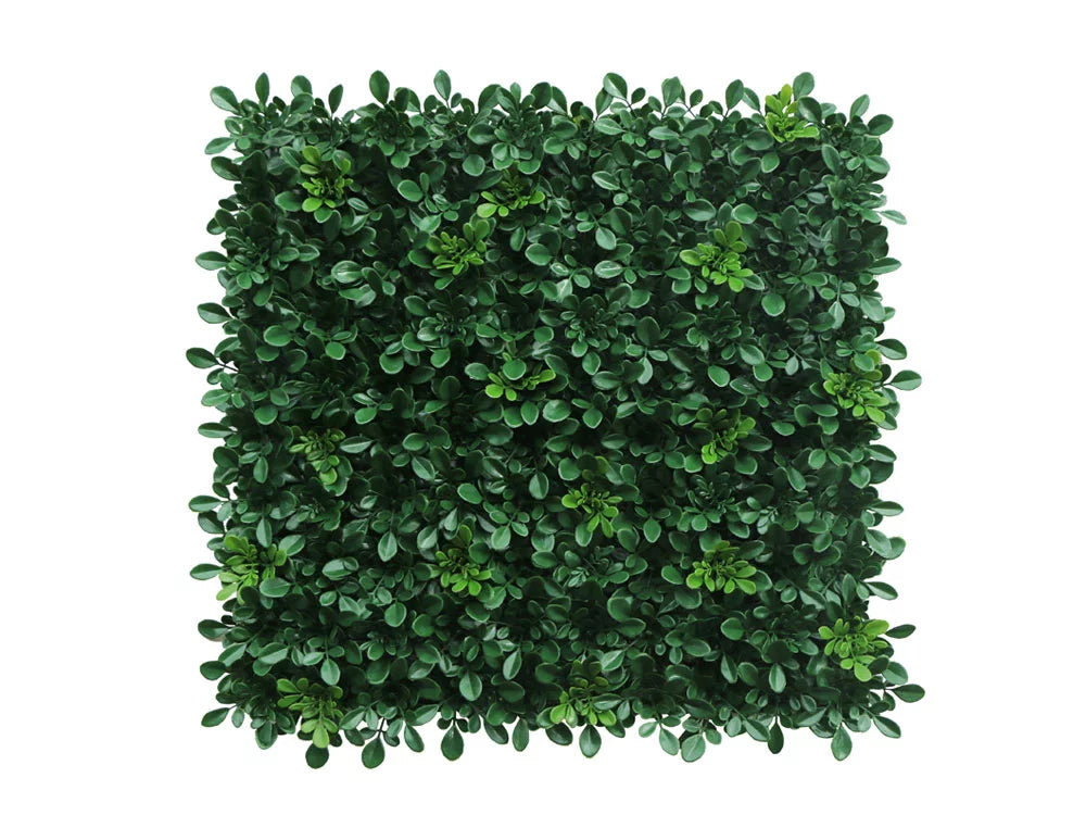 Boxwood Classic-HN-09700
