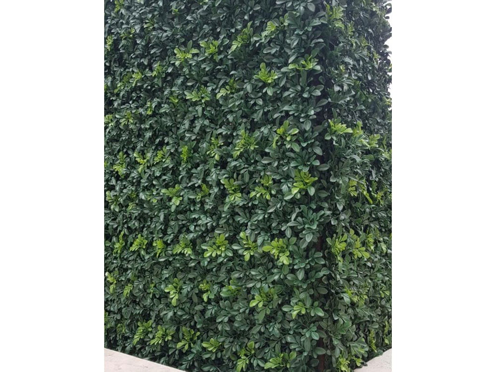 Boxwood Classic-HN-09700