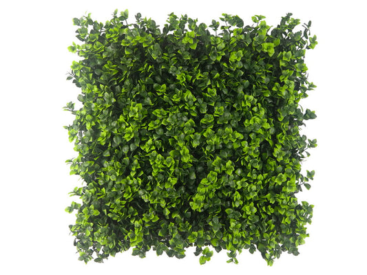 Spring Boxwood-HN-03000