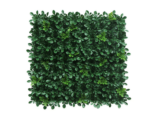 Boxwood Classic-HN-09700